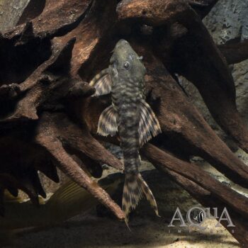 L206 Spotted Tail Clown Pleco