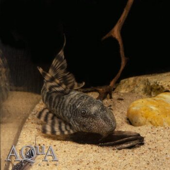 L226 Iquitos Tiger Pleco (Panaqolus changae)