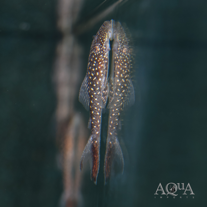 L228 Whitespotted Half Fin Pleco (Lasiancistrus sp. L228)