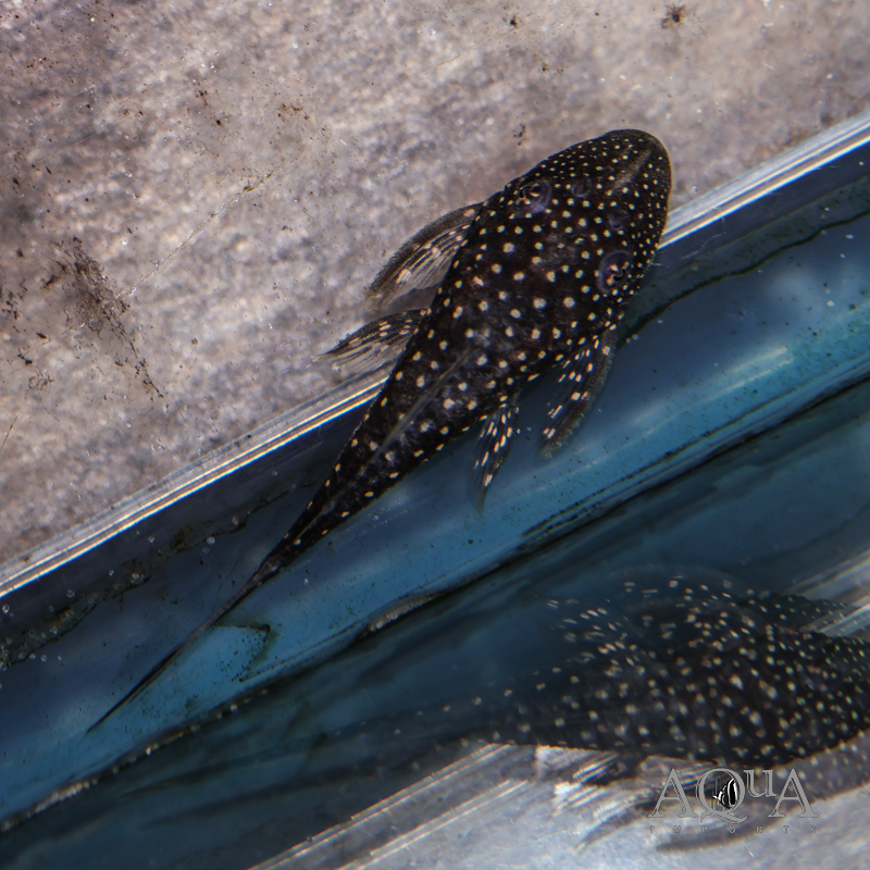 L228 Whitespotted Half Fin Pleco (Lasiancistrus sp. L228)