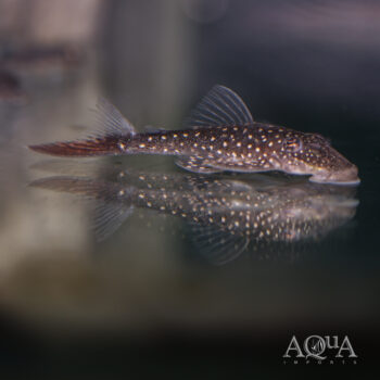 L228 Whitespotted Half Fin Pleco (Lasiancistrus sp. L228)