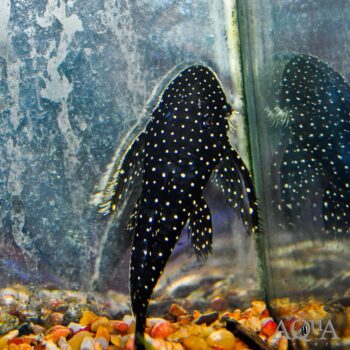 L235 Flyer Pleco (Pseudolithoxus anthrax)