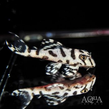 L236 Super White Hypancistrus (Hypancistrus sp. L236)