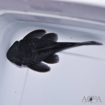 L239 Blue Panaque Pleco (Baryancistrus beggini)