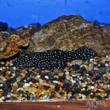 L240 Galaxy / Vampire Pleco (Leporacanthicus cf. galaxias)