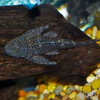 L244 Black Spotted Flyer Pleco (Pseudolithoxus dumus)