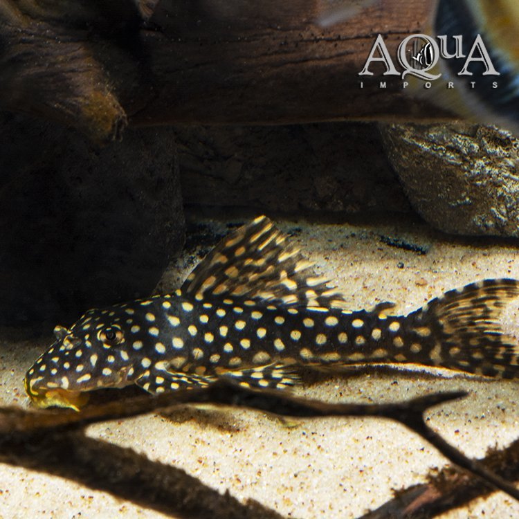 L253 Black Royal Goldie Pleco (Scobinancistrus sp. L253)