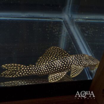 L253 Black Royal Goldie Pleco (Scobinancistrus sp. L253)