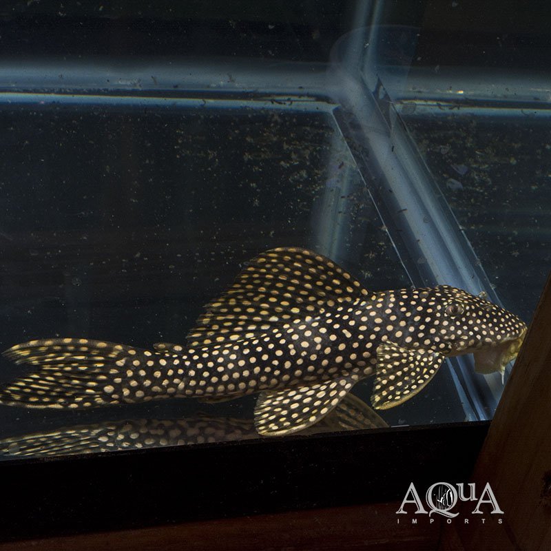 L253 Black Royal Goldie Pleco (Scobinancistrus sp. L253)