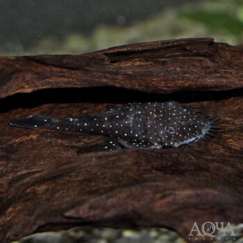 L255 Spotted Medusa Pleco (Ancistrus sp.)