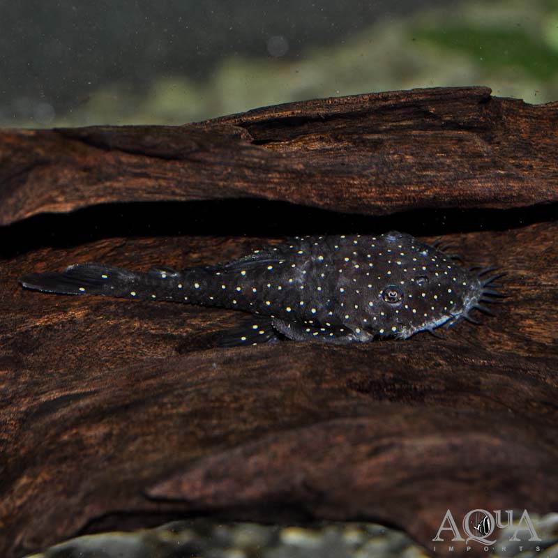 L255 Spotted Medusa Pleco (Ancistrus sp.)