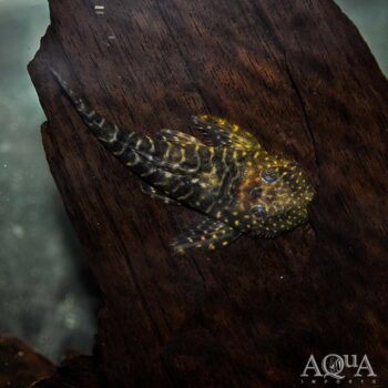 L257 Tiger Pleco (Pseudolithoxus tigris)