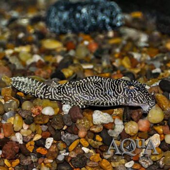 L260 Queen Arabesque Pleco (Hypancistrus sp. 'L260')