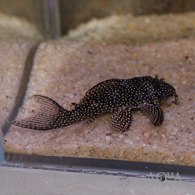 L262 Fine Spot Arabesque Pleco (Hypancistrus sp. 'L262')
