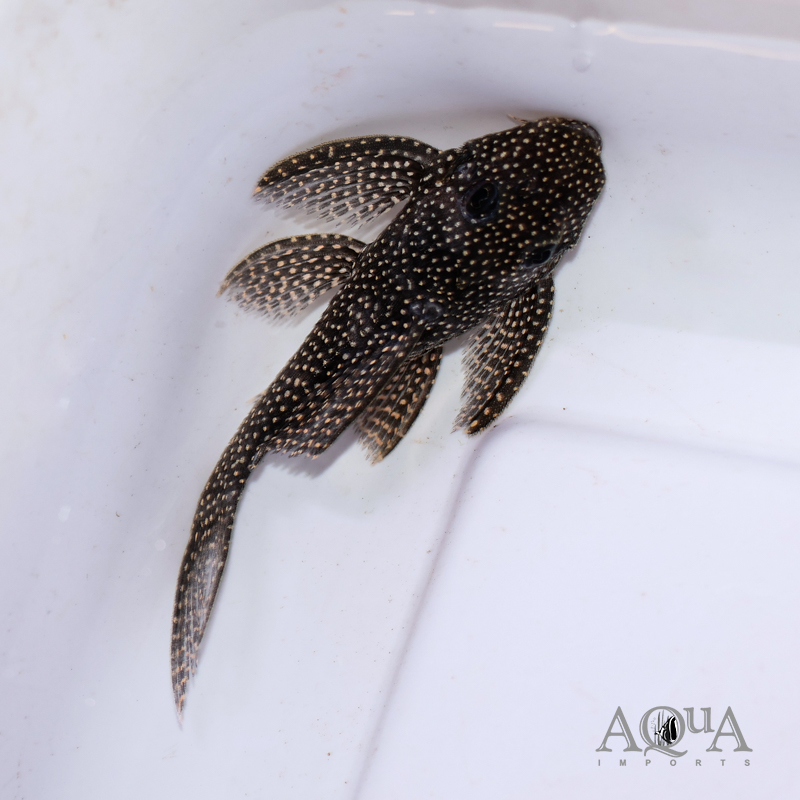 L262 Fine Spot Arabesque Pleco (Hypancistrus sp. 'L262')