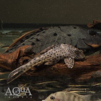L303 Spotted Dwarf Hypostomus (Hypostomus macushi)