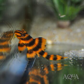 L306 Blood Red Tiger Pleco (Panaqolus claustellifer)