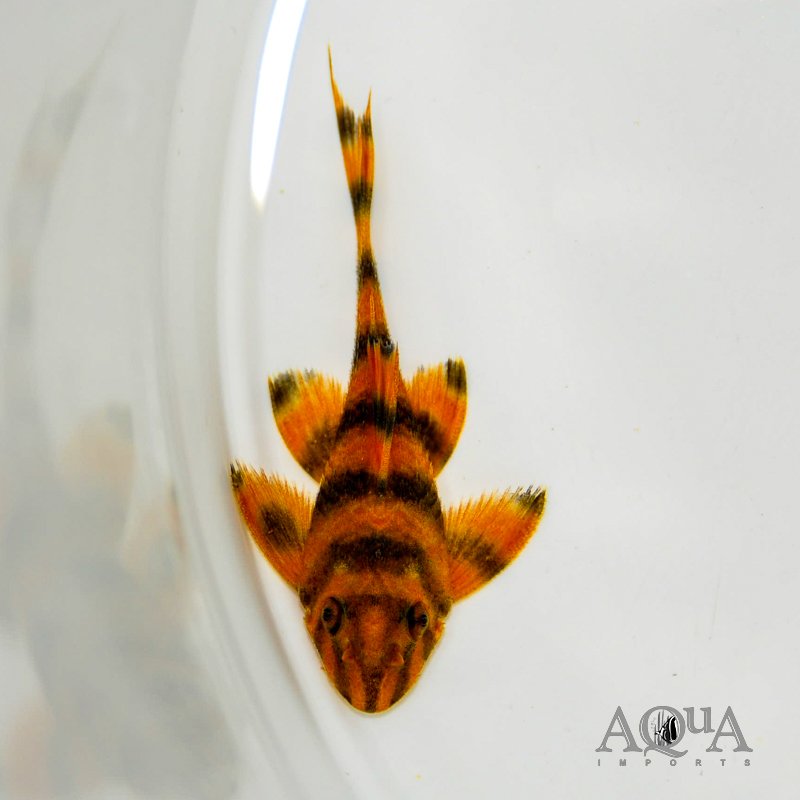 L306 Blood Red Tiger Pleco (Panaqolus claustellifer) - Image 2