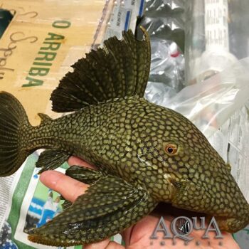L330 Fully Spotted Watermelon Royal Pleco (Panaque nigrolineatus laurafabianae)