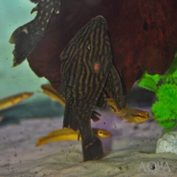 L330 Watermelon Royal Pleco (Panaque nigrolineatus laurafabianae)