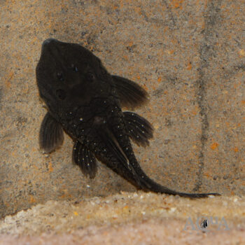 L332 Green Chubby Pleco (Parancistrus sp. L332)