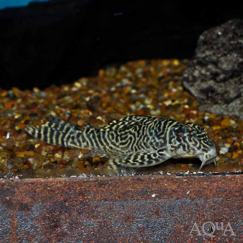 L333 Yellow King Tiger Pleco (Hypancistrus sp. L333)