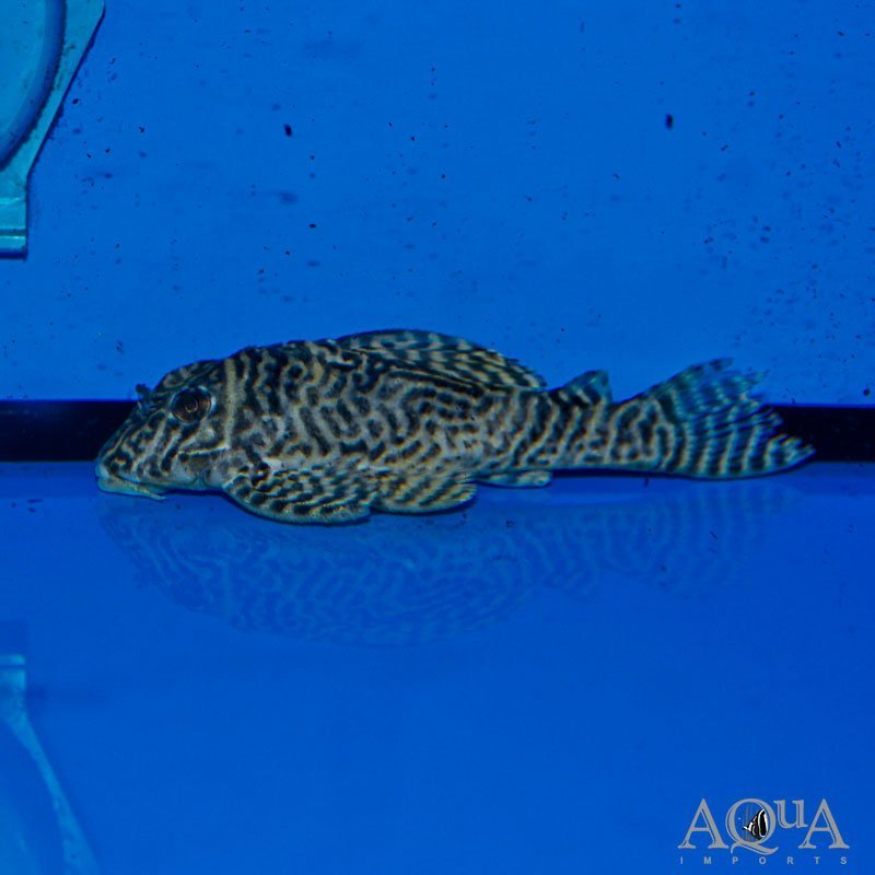 L333 Yellow King Tiger Pleco (Hypancistrus sp. L333)