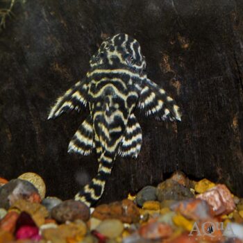 L340 Mega Clown Pleco (Hypancistrus sp. L340)