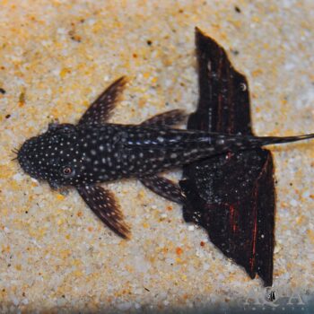 L349 Green Spot Bristlenose Pleco (Ancistrus sp. L349)