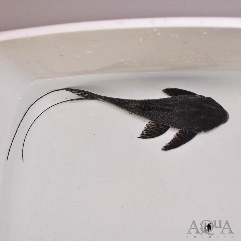 L350 Imperial Pleco (Peckoltia pankimpuju)
