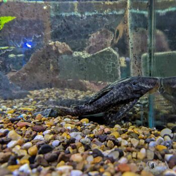 L351 Sachamama Pleco (Panaqolus sp. 'L351')