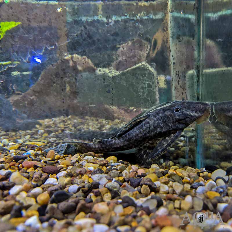 L351 Sachamama Pleco (Panaqolus sp. 'L351')
