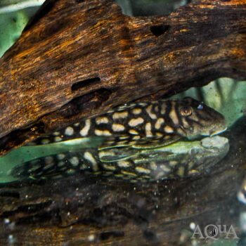 L354 Big Spot Polka Dot Pleco (Spectracanthicus sp. 'L354')