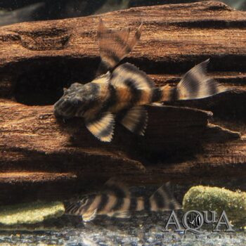 L397 Alenquer Tiger Pleco (Panaqolus sp. L397)