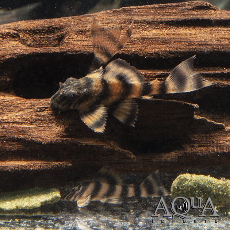 L397 Alenquer Tiger Pleco (Panaqolus sp. L397)
