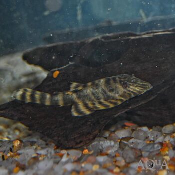 L398 Pleco (Panaqolus tankei)