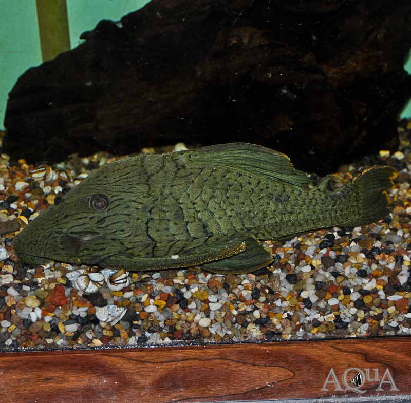 L418 Green Royal Pleco (Panaque titan)