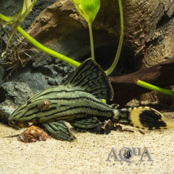 L418 Green Royal Pleco (Panaque titan)