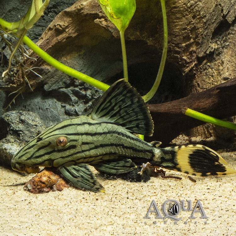 L418 Green Royal Pleco (Panaque titan)