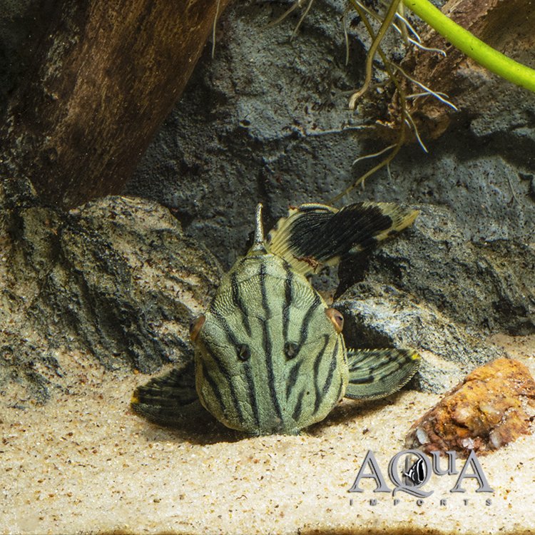 L418 Green Royal Pleco (Panaque titan) - Image 2