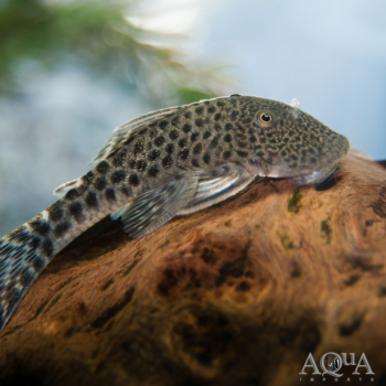 L445 Spotted Rubber Pleco (Chaetostoma sp.)
