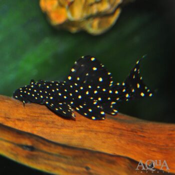 L452 Mustang Cactus Pleco (Pseudcanthicus sp. L452)