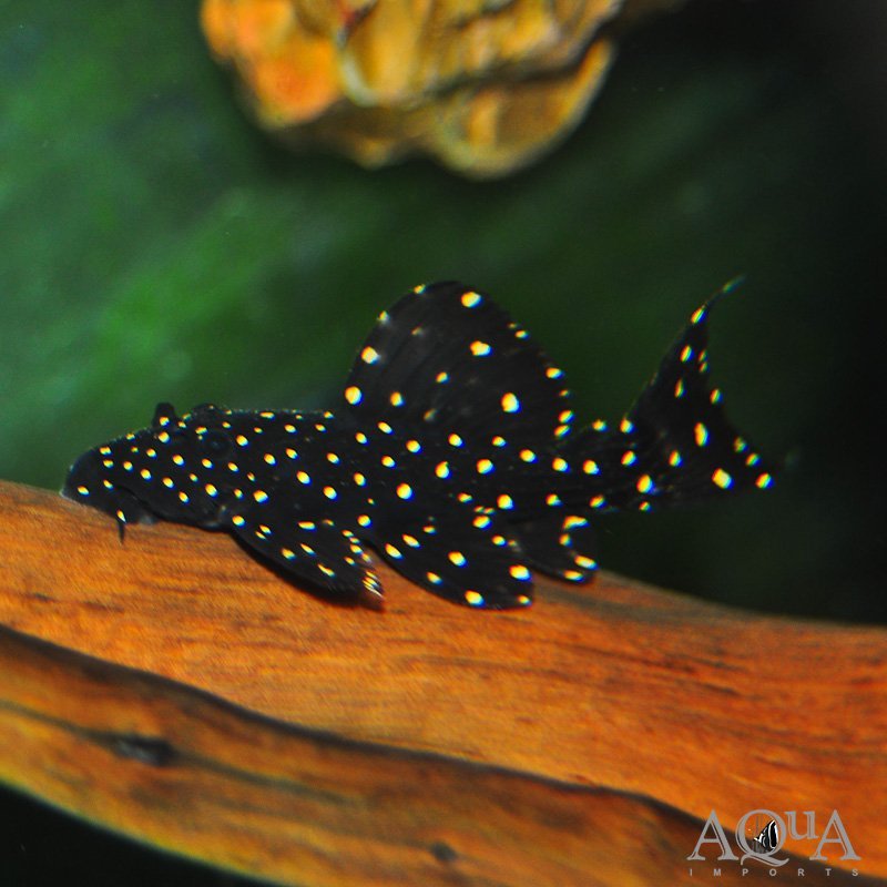 L452 Mustang Cactus Pleco (Pseudcanthicus sp. L452)