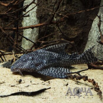 L453 King Arabesque/Moa Pleco (Panaqolus sp. L453)