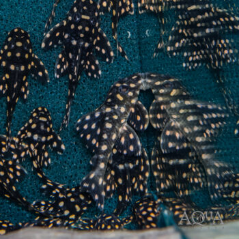 L471 Dwarf Snowball Pleco (Hypancistrus sp.)