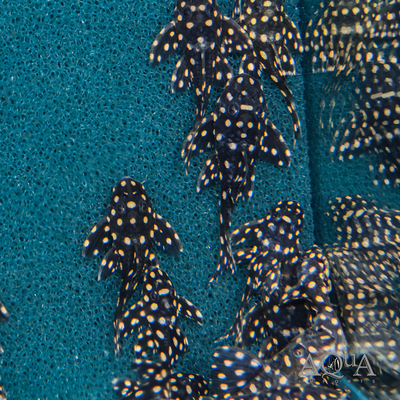 L471 Dwarf Snowball Pleco (Hypancistrus sp.)