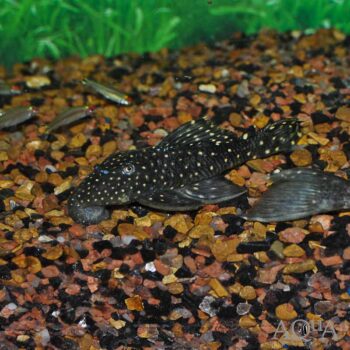 L473 Black Vampire Pleco (Leporacanthicus sp. L473)