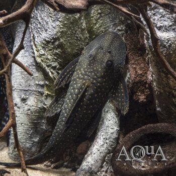 L476 Black Phantom Pleco (Hemiancistrus sp. L476)
