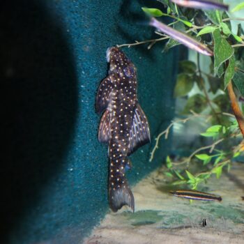 L501 Black Phantasm Pleco (Hypancistrus sp.)