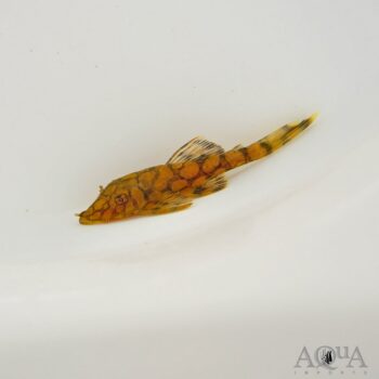 L519 Honeycomb Bristlenose Pleco (Ancistrus sp. L519 Rio Itenez)